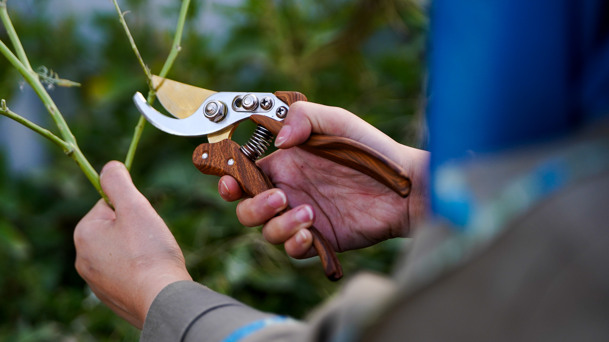 Gathering plant materials for ikebana practice