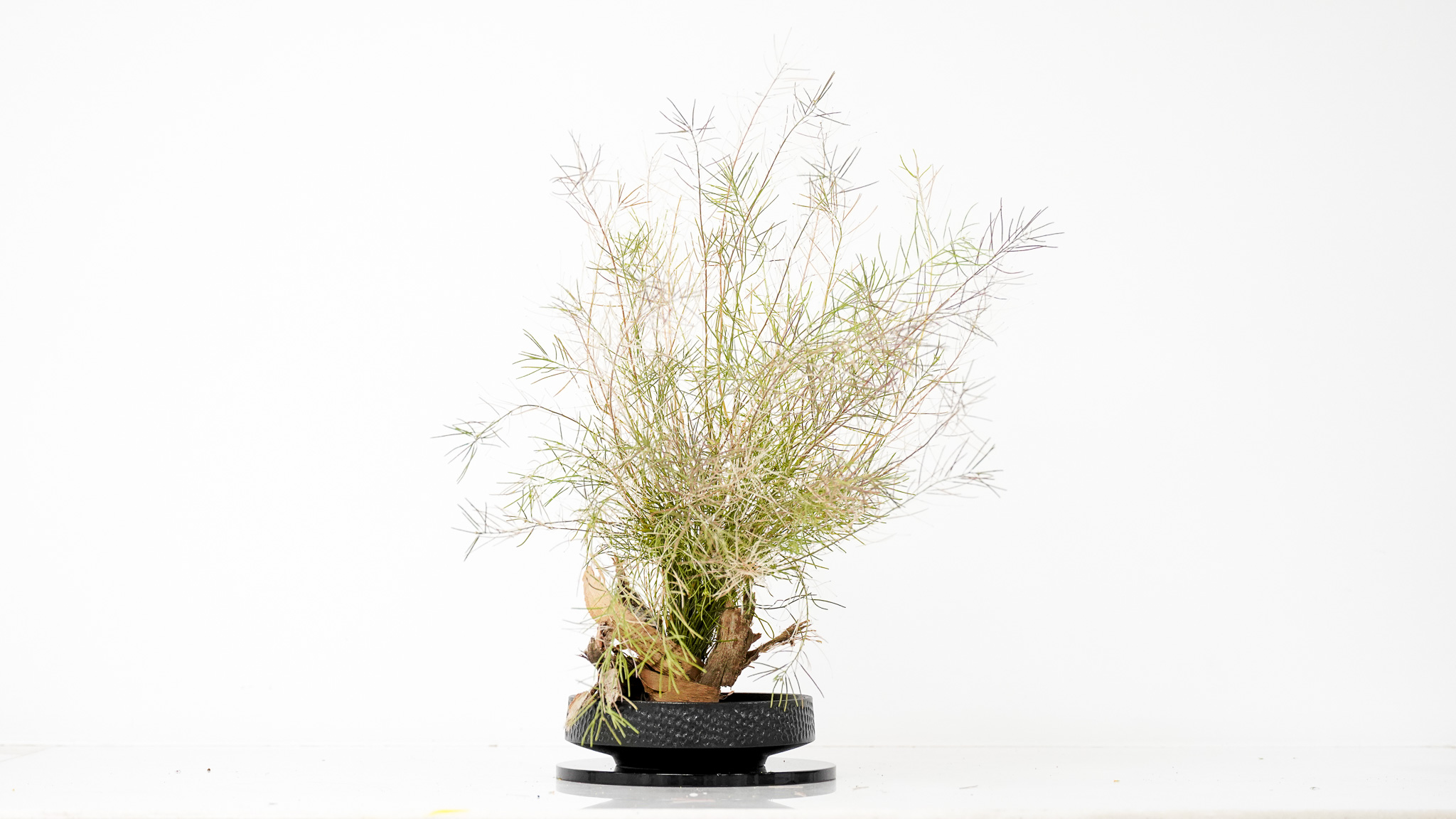 Single ikebana work created with materials gathered in Riyadh